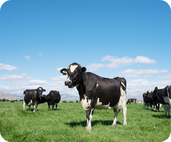 牧場で飼育されている牛たちの写真