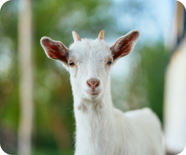 牧場で飼育されている山羊の写真