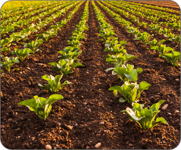 作物が均等に栽培されている畑の写真